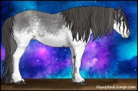 Horse Color:White Spotted Blue Roan Rabicano  Brindle