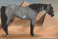Horse Color:Liver Red Roan Frame