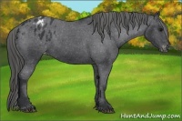 Horse Color:Black Appaloosa 
