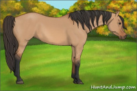 Horse Color:Bay Dun