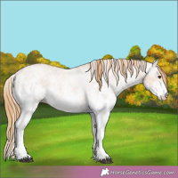 Horse Color:White Spotted Chestnut 