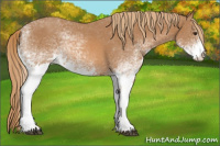 Horse Color:White Spotted Chestnut 