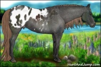 Horse Color:Liver Chestnut Appaloosa 
