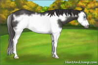 Horse Color:Smoky Black Splash Frame Rabicano