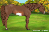 Horse Color:Liver Chestnut Frame 
