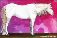 Horse Color:Liver Chestnut Pearl Appaloosa