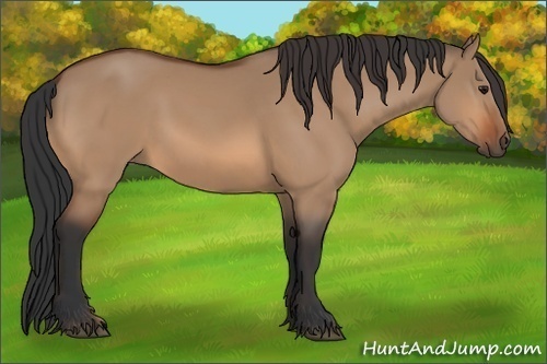Horse Color: Bay Dun 