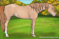 Horse Color:Gold Champagne 