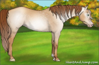 Horse Color:Gray Gold Champagne Dun 