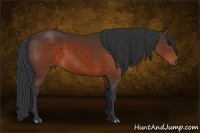 Horse Color:Brown 