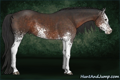 Horse Color: White Spotted Liver Chestnut Sabino 