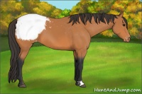 Horse Color:Bay Appaloosa 