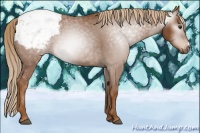 Horse Color:Gray Chestnut Snowcap 