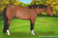 Horse Color:Bay Rabicano 