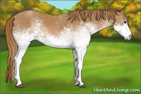 Horse Color:White Spotted Chestnut 