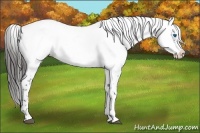 Horse Color:Liver Chestnut Frame 