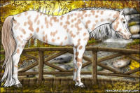 Horse Color:White Spotted Liver Chestnut Ice Pearl Frame Appaloosa