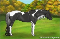 Horse Color:Liver Chestnut Tobiano 
