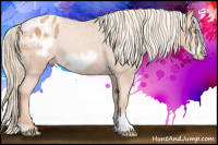 Horse Color:Gold Champagne Frame Appaloosa 