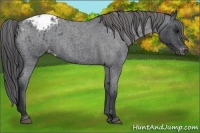 Horse Color:Blue Roan Appaloosa Rabicano 