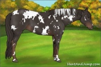 Horse Color:White Spotted Liver Chestnut 