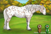 Horse Color:Liver Chestnut Mushroom Sabino Appaloosa 