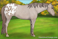 Horse Color:Sable Champagne Appaloosa 