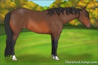 Horse Color:Bay Appaloosa 