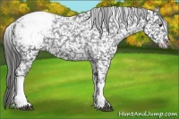 Horse Color:Liver Chestnut Appaloosa 