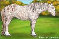 Horse Color:Chestnut Sabino Appaloosa Rabicano