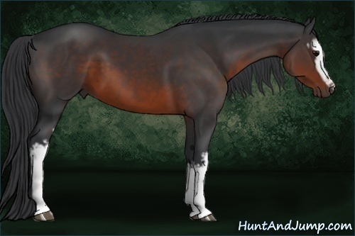 Horse Color: White Spotted Brown 
