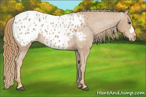 Horse Color: Chestnut Blanket 
