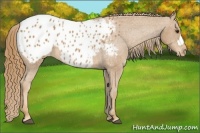 Horse Color:Chestnut Appaloosa 