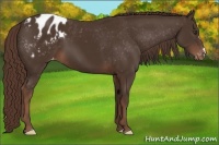 Horse Color:Liver Chestnut Appaloosa 
