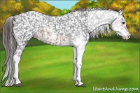 Horse Color:Brown Sabino Snowflake Varnish 