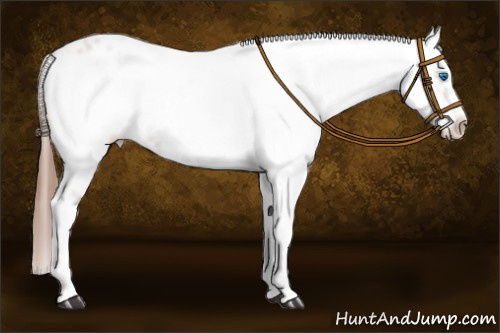 Horse Color: Liver Chestnut Frame 