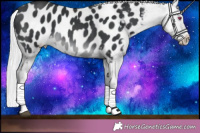 Horse Color:Silver Brown Chinchilla Appaloosa 