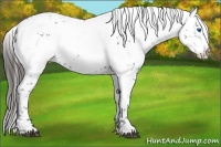 Horse Color:Liver Chestnut Frame 