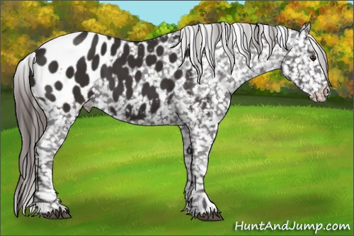 Horse Color:Liver Chestnut Appaloosa