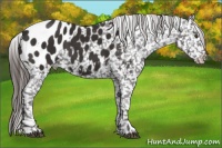 Horse Color:Liver Chestnut Appaloosa 