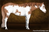 Horse Color:Chestnut Splash Frame  Brindle