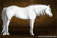 Horse Color:Blue Roan Frame 