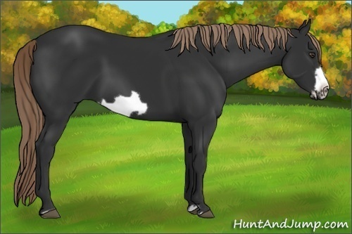 Horse Color: Liver Chestnut Frame 