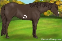 Horse Color:Liver Chestnut Frame 
