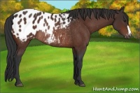 Horse Color:Bay Appaloosa Rabicano 