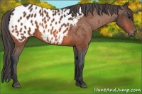 Horse Color:Bay Sabino Appaloosa Rabicano 