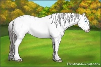 Horse Color:Liver Chestnut Frame
