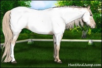 Horse Color:Chestnut Appaloosa 
