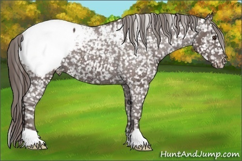 Horse Color: Liver Chestnut Snowcap 