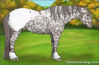 Horse Color:Liver Chestnut Appaloosa